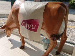 Cow