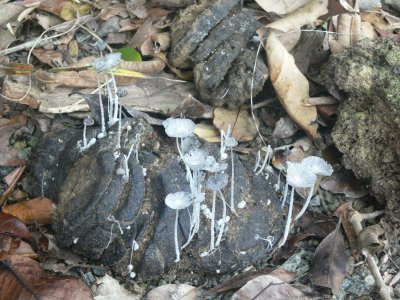 Base of Mushrooms.JPG