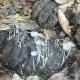 Base of Mushrooms