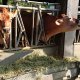 Cow and Staff